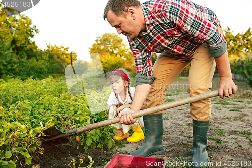 Image of farming, gardening, agriculture and people concept - young man planting potatoes at garden or farm