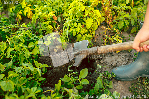 Image of farming, gardening, agriculture and people concept