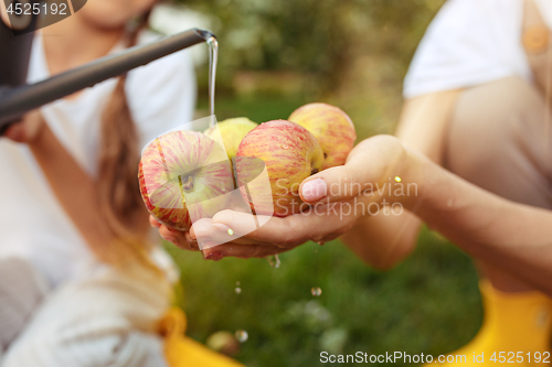 Image of The young family during picking apples in a garden outdoors