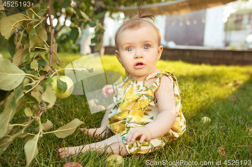 Image of The happy young baby girl during picking apples in a garden outdoors