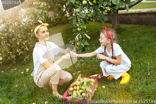 Image of The happy young family during picking apples in a garden outdoors