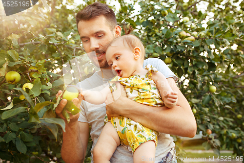 Image of The happy young family during picking apples in a garden outdoors