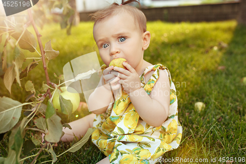 Image of The happy young baby girl during picking apples in a garden outdoors