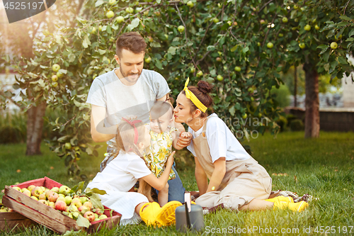 Image of The happy young family during picking apples in a garden outdoors