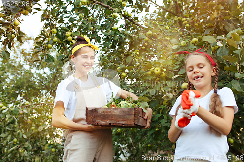 Image of The happy young family during picking apples in a garden outdoors