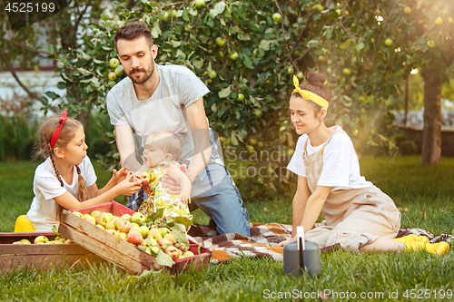 Image of The happy young family during picking apples in a garden outdoors