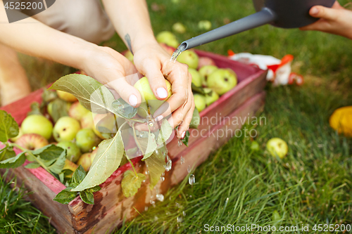 Image of The happy young family during picking apples in a garden outdoors