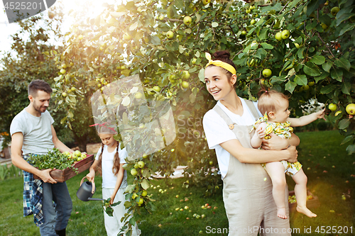 Image of The happy young family during picking apples in a garden outdoors