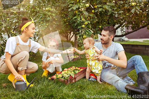 Image of The happy young family during picking apples in a garden outdoors