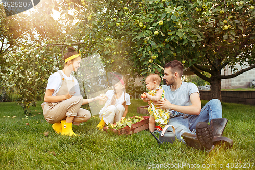 Image of The happy young family during picking apples in a garden outdoors