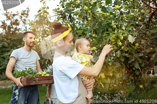 Image of The happy young family during picking apples in a garden outdoors