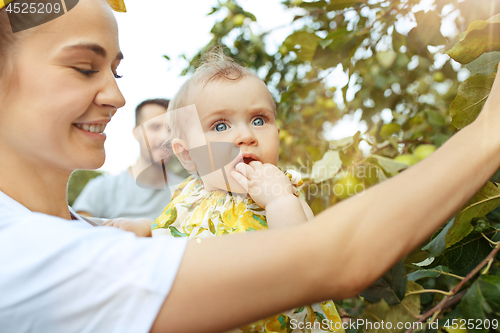 Image of The happy young family during picking apples in a garden outdoors