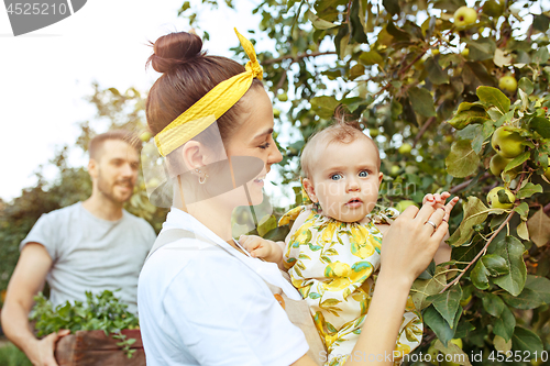 Image of The happy young family during picking apples in a garden outdoors