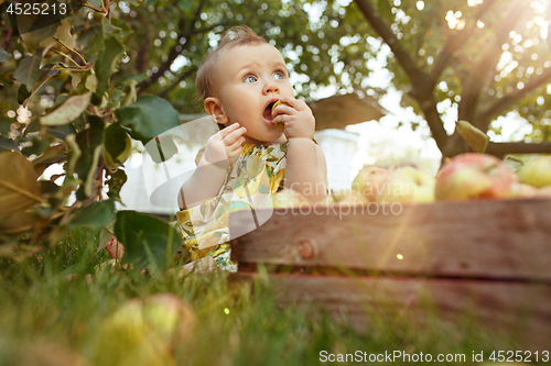 Image of The happy young baby girl during picking apples in a garden outdoors