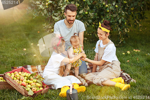 Image of The happy young family during picking apples in a garden outdoors