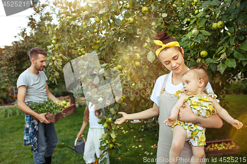 Image of The happy young family during picking apples in a garden outdoors