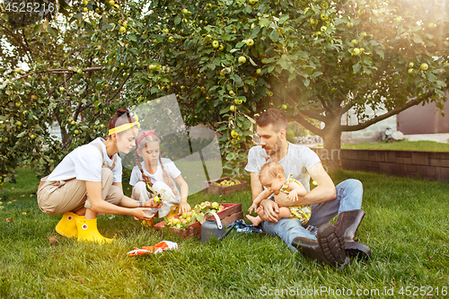 Image of The happy young family during picking apples in a garden outdoors