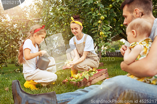 Image of The happy young family during picking apples in a garden outdoors