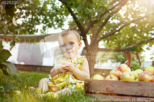 Image of The happy young baby girl during picking apples in a garden outdoors