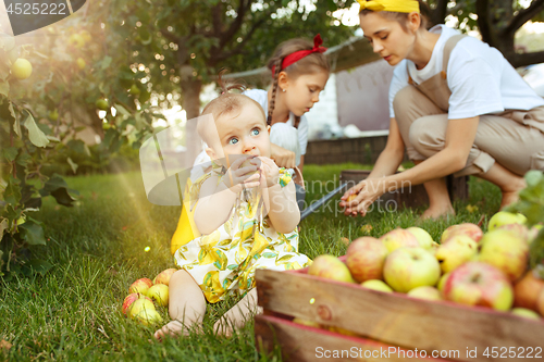 Image of The happy young family during picking apples in a garden outdoors