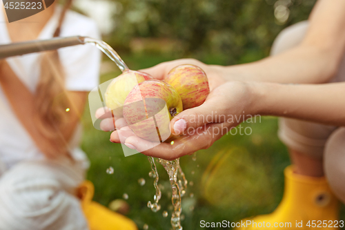 Image of The happy young family during picking apples in a garden outdoors