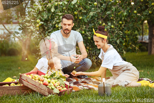 Image of The happy young family during picking apples in a garden outdoors