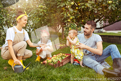 Image of The happy young family during picking apples in a garden outdoors