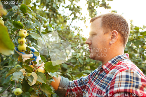 Image of The male hand during picking apples in a garden outdoors