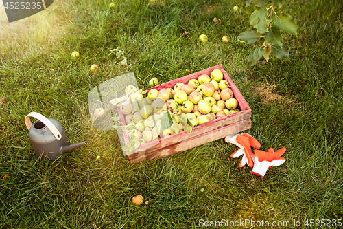 Image of Organic apples in basket, apple orchard, fresh homegrown produce