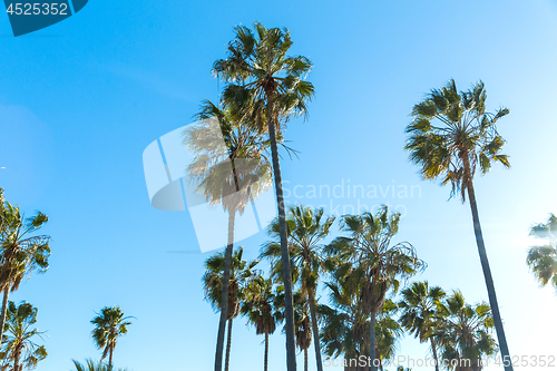 Image of palm trees over sky at venice beach, california