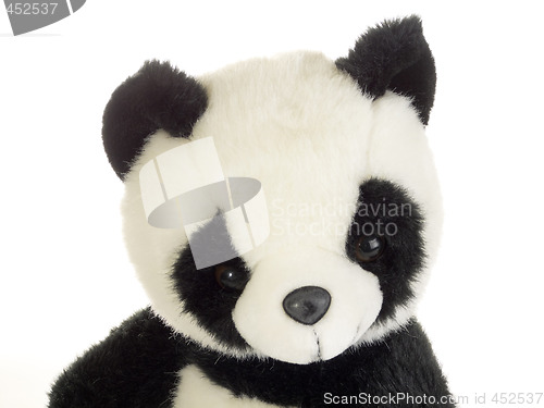 Image of Panda bear