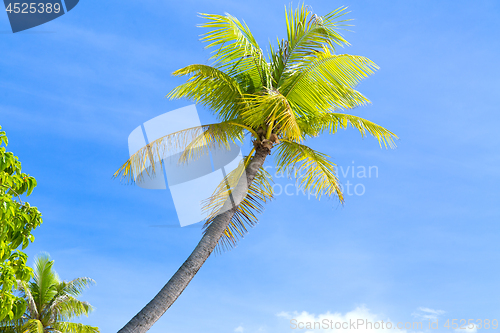 Image of palm trees over blue sky