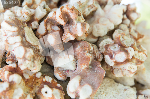 Image of close up of hard stony coral