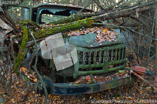 Image of Fallen tree on abandoned truck left outside