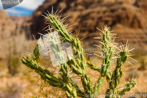 Image of thorny cactus growing in desert of grand canyon