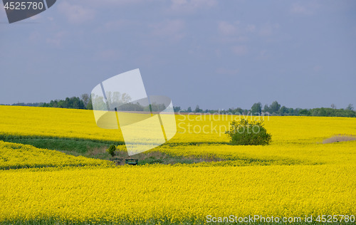 Image of Yellow rape field with trees and bushes