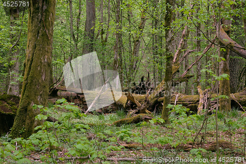 Image of Deciduous stand with hornbeams and oaks