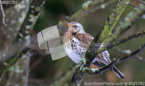 Image of Fieldfare (Turdus pilaris) closeup