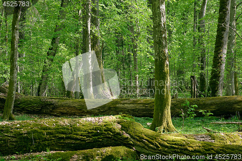 Image of Old natural deciduous stand with oak trees