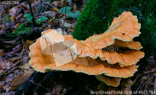 Image of Old giant Sulphur Shelf