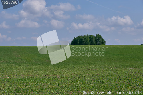 Image of Fresh green field of juvenille grain and tree