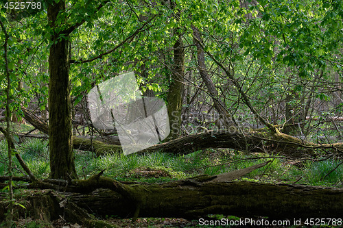 Image of Old natural deciduous stand with old oak trees