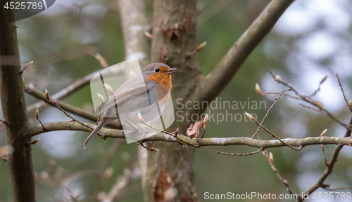 Image of European robin (Erithacus rubecula) siting