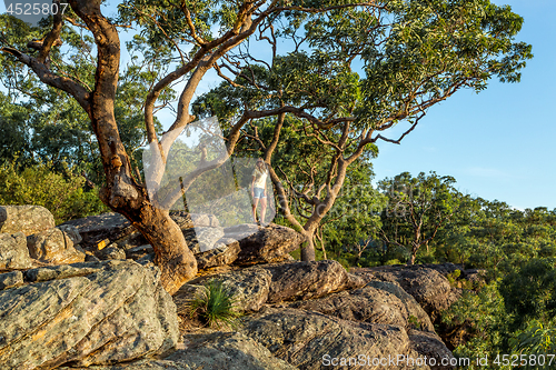 Image of Woman standing under large gum trees on the mountain gully edge