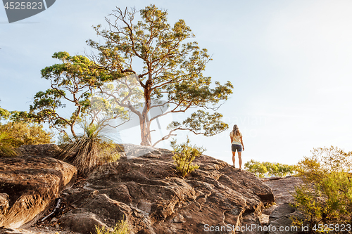 Image of Back view of a woman under grand old tree at mountain cliff lookout