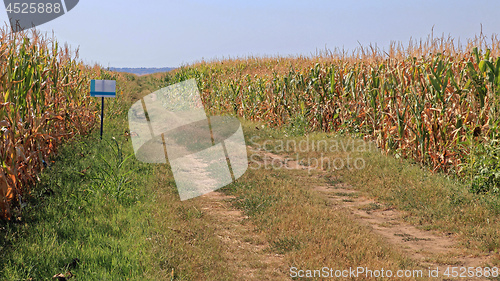 Image of Corn Field