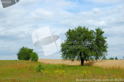 Image of Summer Landscape