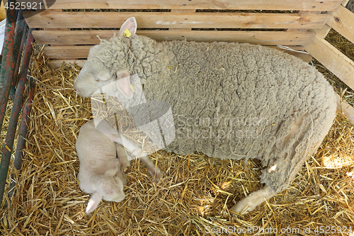 Image of Newborn Lamb Sheep