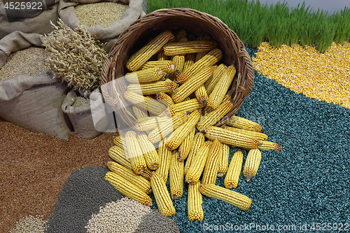 Image of Corn Maize