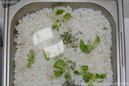 Image of Rice
